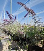 buddleja-pianta-delle-farfalle-vaso-18