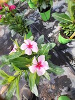 vinca-pervinca-vaso-12-fucsia-rosa-pesco