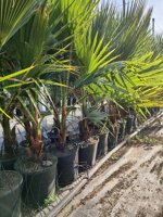 washingtonia-robusta-palma-messicana-vaso-22-diametro-base-tronco-4-6-cm