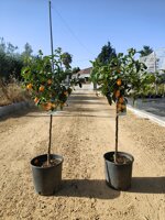 kumquat-mandarino-cinese-fortunella-japonica-h-90-cm
