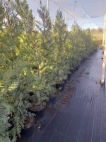 cupressociparis-leylandii-innestato