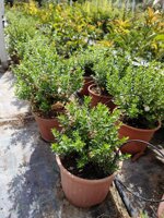 myrto-microphylla-vs-18