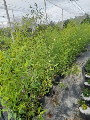 phyllostachys-aurea-bambu-dorato-vs1822