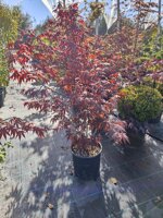 acer-palmatum-atropurpureum-acero-palmato-a-cespuglio-vs20-h-100-120-cm