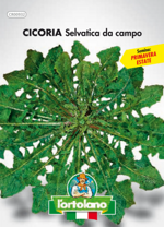 cicoria-selvatica-da-campo-sementi-lortolano