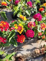 lantana-camara-vaso-15-a-cespuglio-fucsia-arancione-rosso