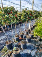 pyracantha-mohave-ad-alberello-vs22-h-130140-cm