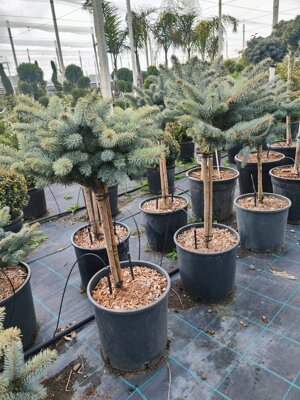 picea-glauca-ad-alberello