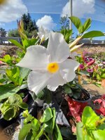dipladenia-mandevilla-vaso-15-rosso-bianco