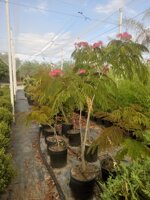 albizia-julibrissin-vs24-h-130150-cm