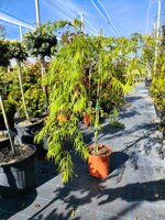 acer-palmatum-dissectum-viridis-acero-palamato-vs20-h-80100-cm
