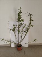 duranta-ellisia-vaso-18