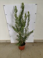 callistemon-captain-cook-vaso-18-h-7080