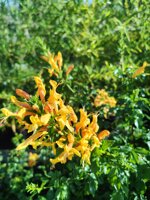 bignonia-capensis-tecomaria-capensis-vs-18