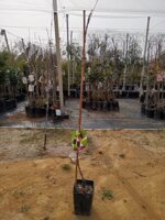 gelso-alberi-da-frutto-in-vaso-varieta-gelso-bianco-gelso-nero