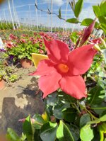 dipladenia-mandevilla-vaso-15-rosso-bianco