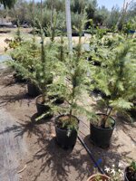 cedrus-deodara-vs20-h-80100-cm