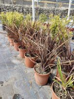 phormium-purpureum-vs18