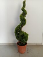 cupressocyparis-leylandii-innestato-a-spirale-140150-cm