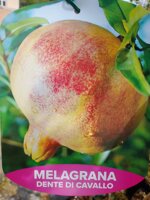 melograno-in-fitocella-h-140150-cm-varieta-dente-di-cavallo-alberi-da-frutto
