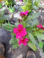vinca-pervinca-vaso-12-fucsia-rosa-pesco