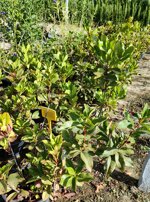 arbutus-unedo-corbezzolo-albatro-arbuto-vaso-18-h-3040-cm