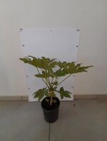 aralia-fatsia-japonica-vaso-20-h-4050-cm