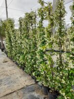 rhyncospermum-jasminoides-falso-gelsomino-pianta-fiorita-rampicante-sempreverde