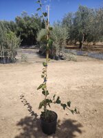 hedera-algeriensis-vs18-h-100120-cm