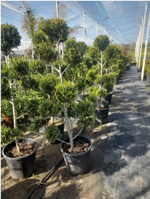 cupressocyparis-leylandii-innestato-a-pon-pon-vs24-h-80100-cm