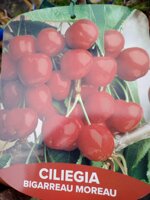 ciliegio-in-fitocella-h-140150-alberi-da-frutto