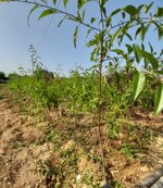 gf677-ibrido-tra-prunus-persica-x-prunus-amigdalus-a-radice-nuda