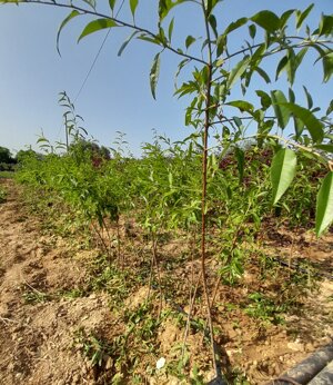 gf677-ibrido-tra-prunus-persica-x-prunus-amigdalus-a-radice-nuda