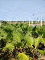 washingtonia-robusta-palma-messicana-diametro-base-tronco-810-cm1113-cm1416-cm1820-c