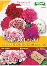 garofano-dei-poeti-doppio-in-miscuglio-sementi-lortolano