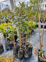 carrubo-in-fitocella-h-130140-cm