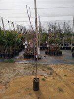 pera-alberi-da-frutto-in-fotocella-varieta-pera-coscia-pera-abate-fetel