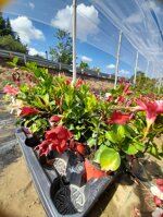 dipladenia-mandevilla-vaso-15-rosso-bianco