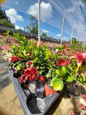 dipladenia-mandevilla-vaso-15-rosso-bianco