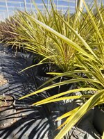 cordyline-australis-torbay-dazzler-dracena-variegata-vaso-20