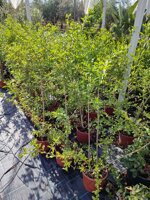 duranta-ellisia-vaso-18