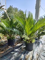 cycas-revoluta