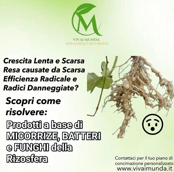 Vivai Munda - La soluzione contro Scarsa Efficienza Radicale e Radici Danneggiate - Micorrize e Funghi della Rizosfera