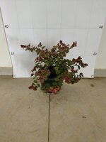 loropetalum-fire-dance-loropetalo-vaso-18-h2025-cm