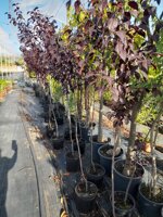prunus-pissardi-nigra-vs20-h-160180-cm
