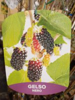 gelso-alberi-da-frutto-in-vaso-varieta-gelso-bianco-gelso-nero