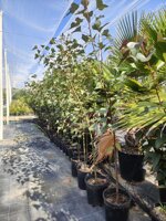 brachychiton-acerifolius-vs22-h-130150-cm