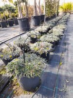 dymondia-margaretae-vs18