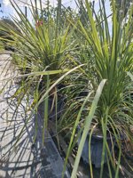 cordyline-indivisa-dracena-indivisa-vaso-20