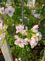 bougainvillea-vs-18-h-110130-cm